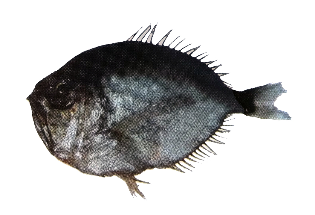 Diretmus argenteus_03